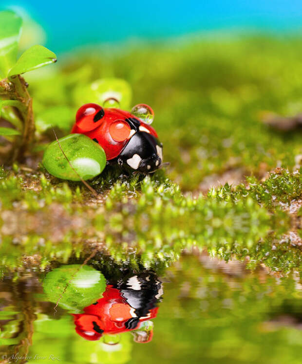 Ladybugs 8 Божьи коровки в каплях дождя