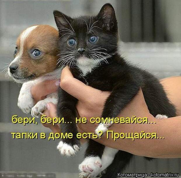 Выпуск 272: Красочные и улыбающие котоматрицы (30 фото) Выпуск 272: Красочные и улыбающие котоматрицы (30 фото)