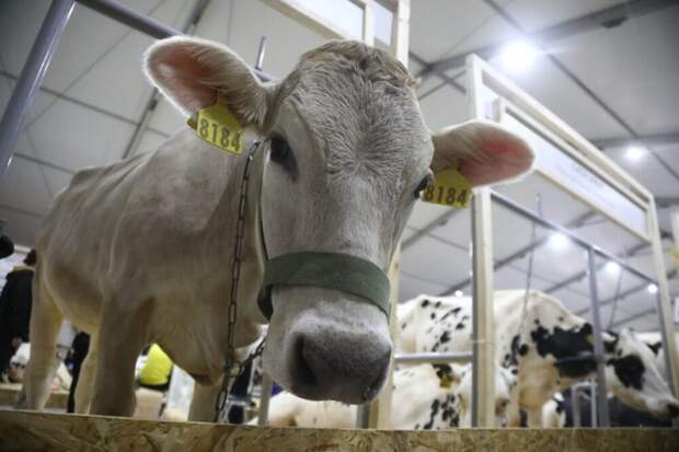 Мошенники взялись за российских фермеров