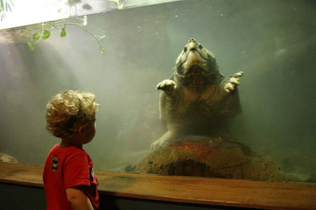 Гигантская черепаха в аквариуме. Фото