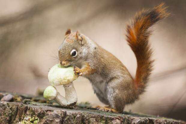 Фотография забавная жизнь белок Andre Villeneuve Фотография забавная жизнь белок Andre Villeneuve