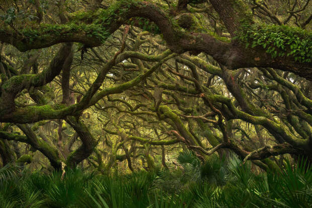 Живописный лес на побережья острова Камберленд