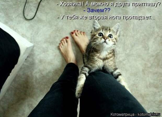 Новая котоматрица для хорошего настроения (35 фото)