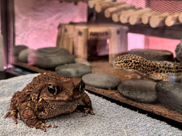 Дома у рязанца живут «дракон в миниатюре» и «прекрасный принц» с Карибских островов