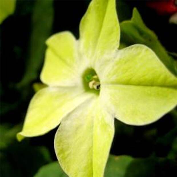 Табак душистый (Yellow Nicotiana suaveolens)