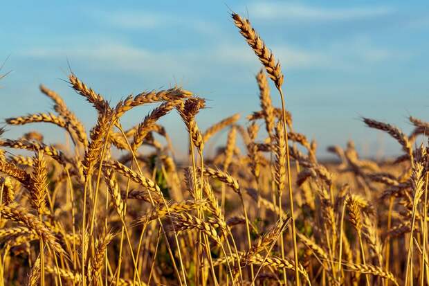 Война с Ираном грозит голодом для миллионов в Африке и Азии: Financial Times