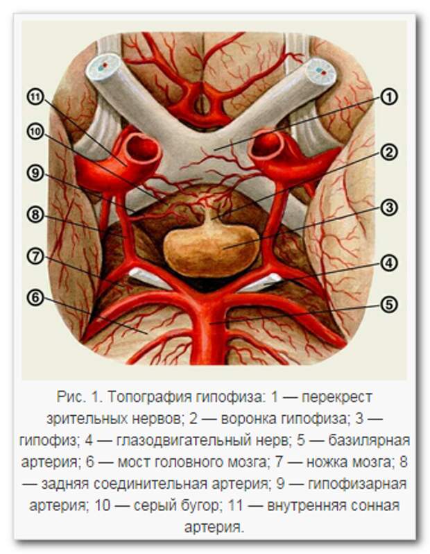 Артерии гипофиза. Базилярная артерия головного мозга. Хиазма анатомия топография. Базилярная артерия мозга и гипофиз. Перекрест зрительного нерва.