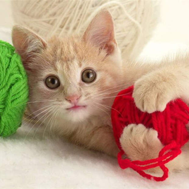 котёнок очень мало ест