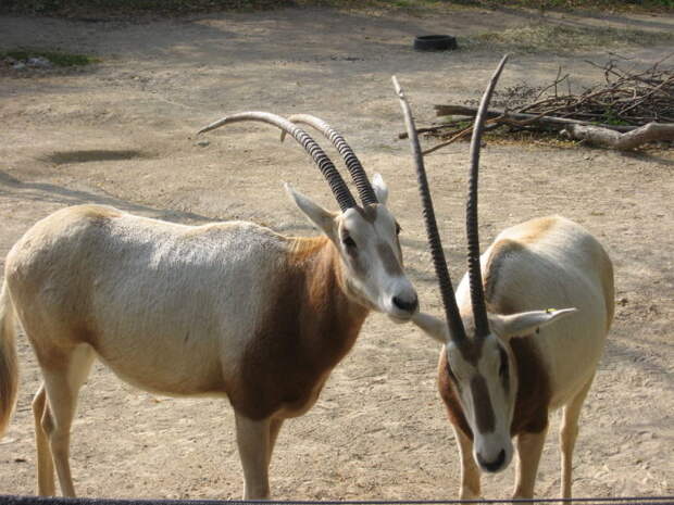 Самец и самка саблерогой антилопы: основные отличия