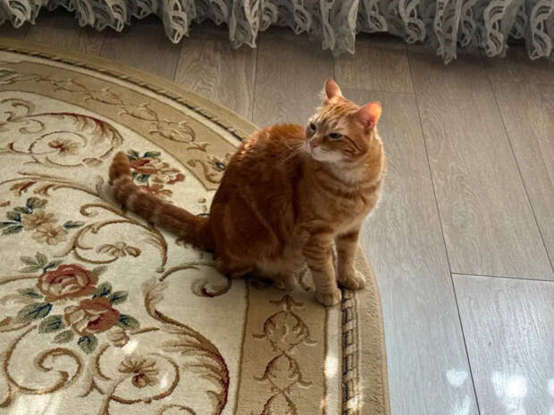 Лоток пустой, а она — в душевую кабину: три тайных кошачьих сигнала, которые вы упорно пропускаете мимо ушей