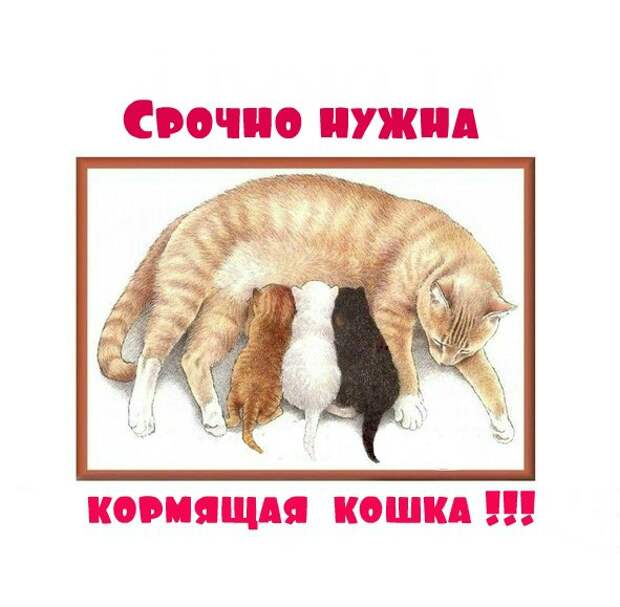 Уважаемые петербуржцы, помогите, пожалуйста!