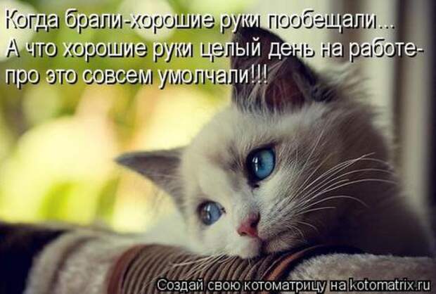 Котоматрицы(картинки с надписями)