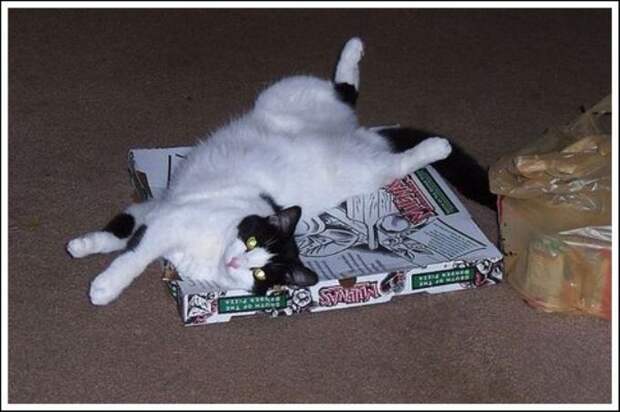 За что коты любят пиццу   кот, пицца
