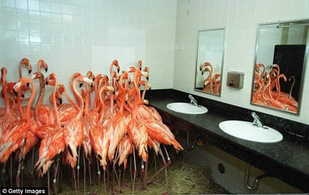 Зоопарк Майами научен опытом: во время разрушительного урагана Эндрю в 1992 году зоопарку пришлось переместить стаю фламинго в ванную комнату животные, ирма, катастрофа, стихийное бедствие, сша, ураган, флорида, фото