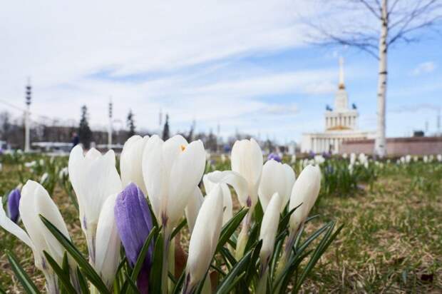 крокусы. Фото: ВДНХ alt