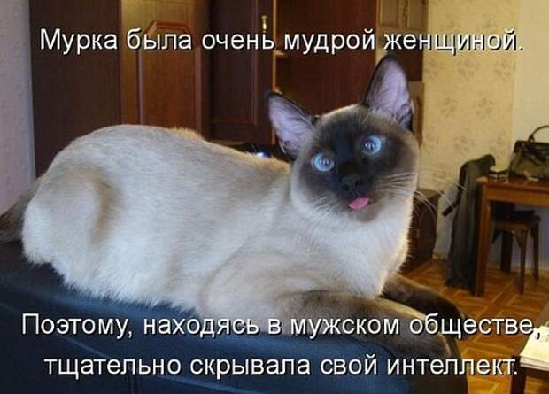 смешные и умные фразы