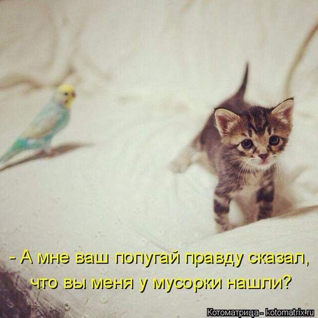 Лучшие котоматрицы недели