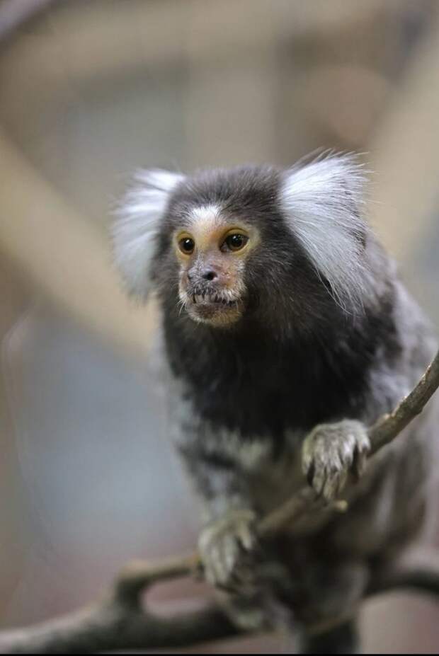 «Эти обезьянки очень эмоциональные»: в Ленинградском зоопарке показали, как выглядит игрунка обыкновенная