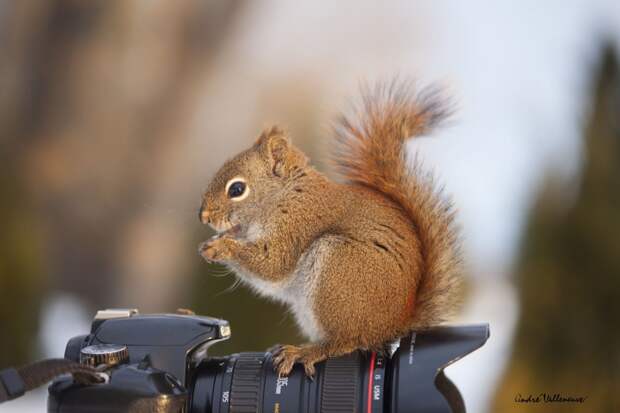 Фотография забавная жизнь белок Andre Villeneuve Фотография забавная жизнь белок Andre Villeneuve