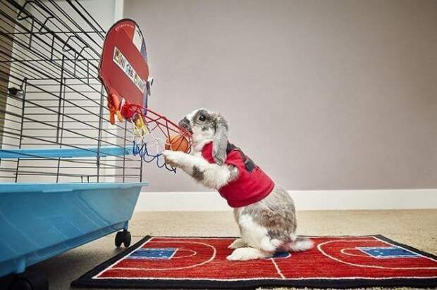 Это не просто зайчик, а «Лучший кролик-баскетболист»