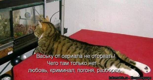 Лучшие котоматрицы недели