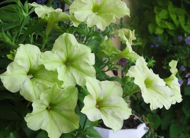 Жёлтая петуния Sophistica Lime Green