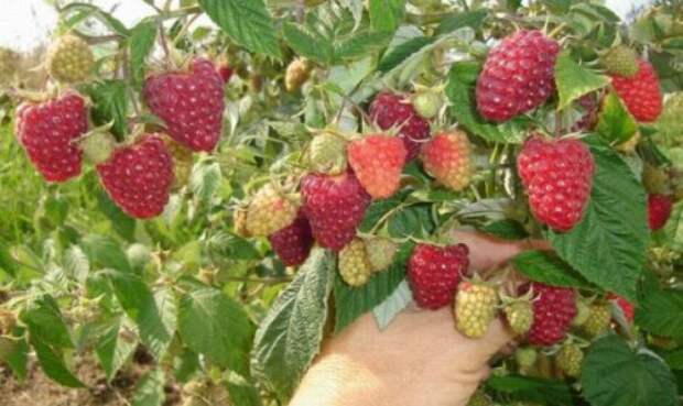 15283163874kng8-520x346