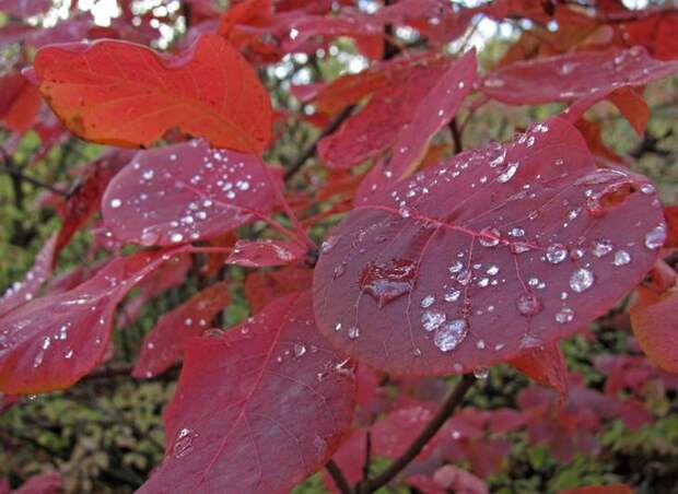Листья скумпии осенью приобретают более насыщенную окраску, а ее соцветия постепенно отмирают