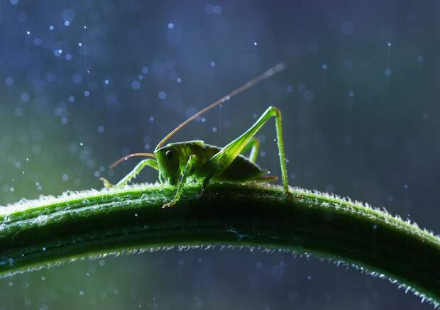 Ярко зеленый кузнечик под дождем. (Макрофотография Вадим Трунов)