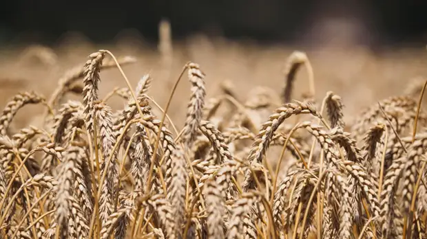 В Севастополе заявили о росте числа фермерских хозяйств в три раза с 2014 года