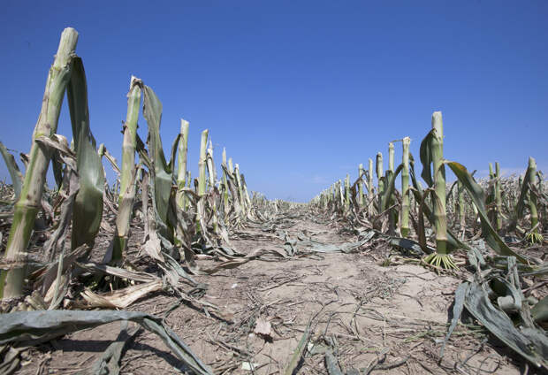 Засуха и опустынивание - одни из главных проблем землепользования