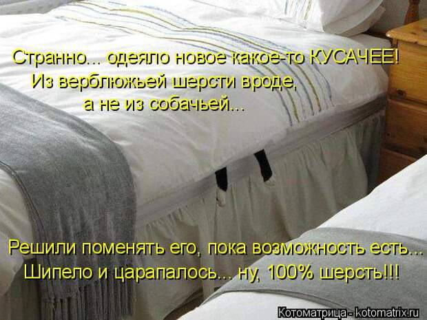 Котоматрица: Странно... одеяло новое какое-то КУСАЧЕЕ! Из верблюжьей шерсти вроде,  а не из собачьей... Шипело и царапалось... ну, 100% шерсть!!! Решили поменять
