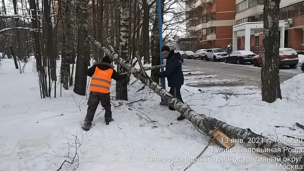 От упавшего в Куркине дерева никто не пострадал