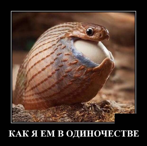 Демотиваторы (30 фото)