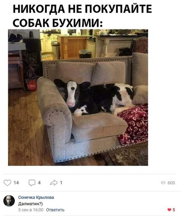 100% ржака, от которой будет болеть живот. Я балдею!