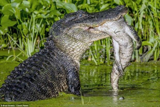 Фотограф Брэд Стрит запечатлел пугающую сцену в техасском государственном парке Бразос Бенд, где обитают аллигаторы. аллигатор, дикие животные, животные, каннибализм, крокодил, фото, хищник