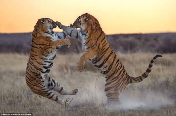 Как дерутся большие кошки: битва двух тигриц за территорию битва животных, дикие животные, дикие кошки, зрелищно, тигр, тигрица, тигры