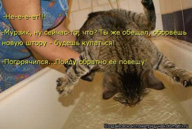 Свежая прикольная котоматрица (26 фото)