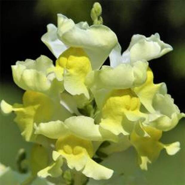 Львиный зев (Antirrhinum)