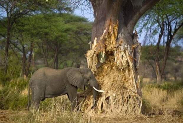 Слоны и другие животные очень любят обкусывать вкусную кору баобабов. Баобабы совсем не против, потому что что дерево может сделать слону?