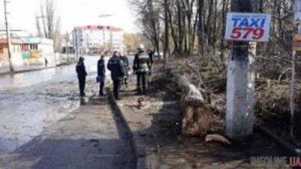 У Винниці дерево впало на 12-річну дівчинку: дитина загинула на місці