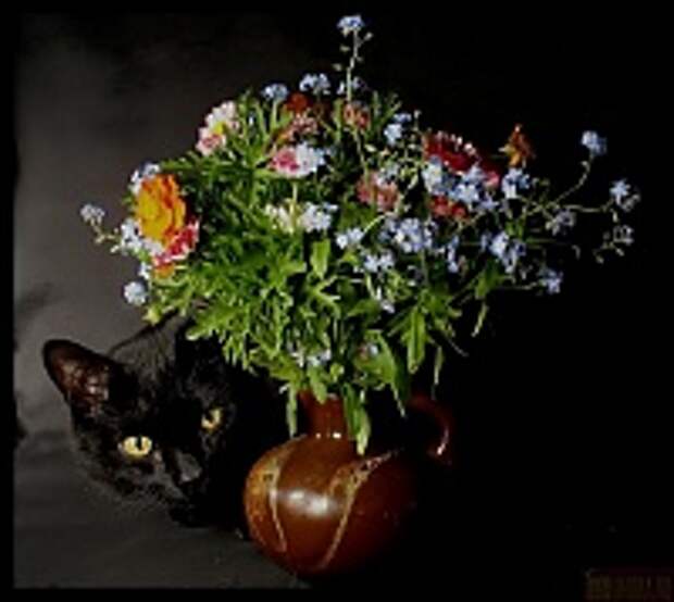 Кошки и Котята 76