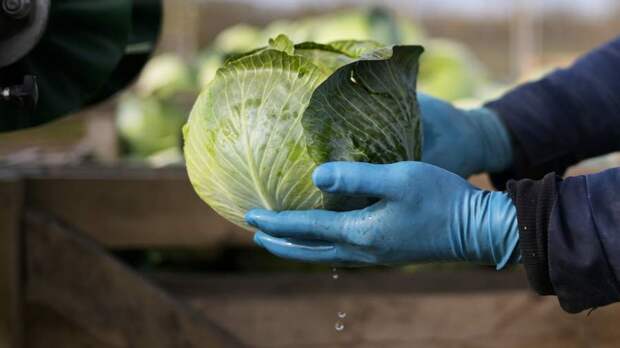 По кочану: вирус «Мурка» защитит капусту от опасной инфекции
