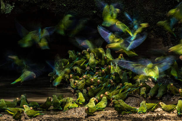 Стая попугаев в национальном парке Ясуни, Эквадор
