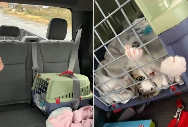 Без кота и жизнь не та