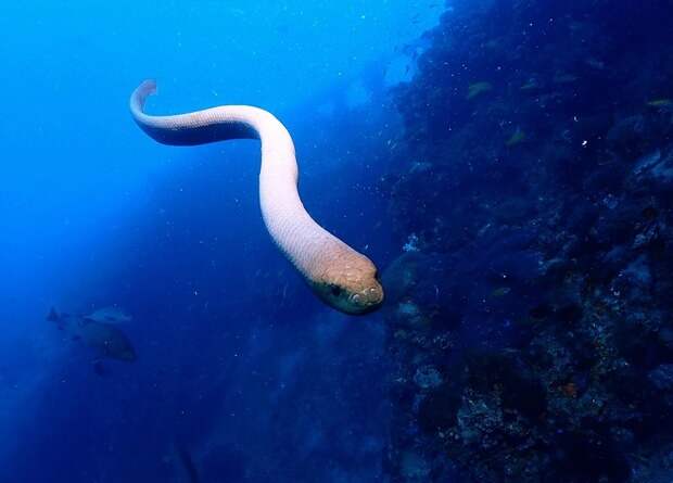 Самцы морских змей приняли дайверов за самок