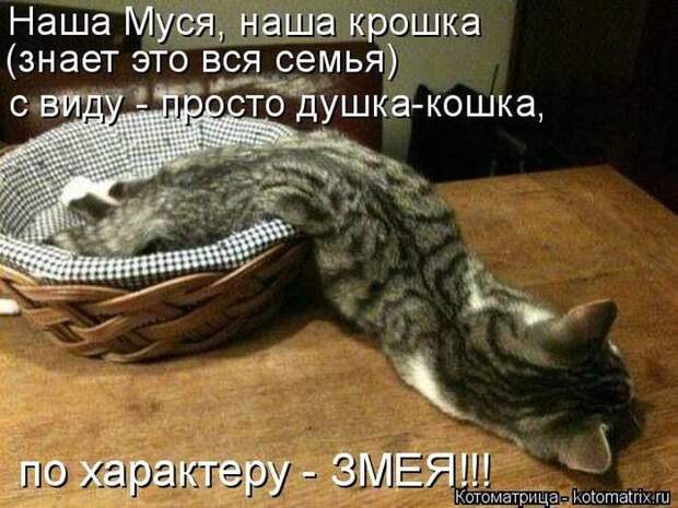 Выпуск 272: Красочные и улыбающие котоматрицы (30 фото) Выпуск 272: Красочные и улыбающие котоматрицы (30 фото)