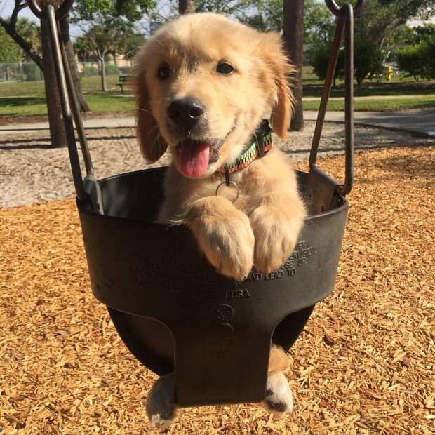 Took My Golden Retriever Puppy To The Park