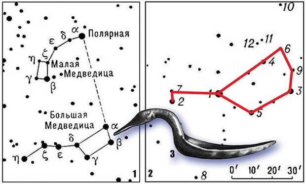 Большая медведица карта