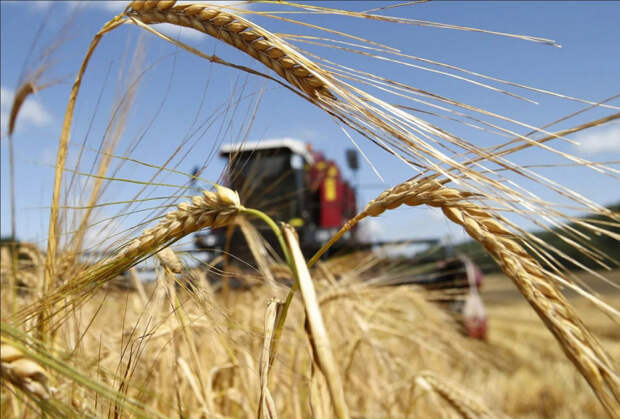 В России назвали главных вредителей сельскохозяйственных культур в 2022 году